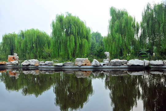 河岸风景 柳树倒影