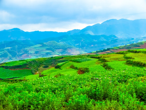 田野