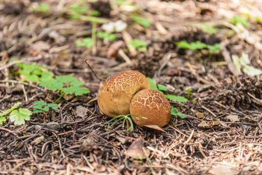 新疆天山野生蘑菇