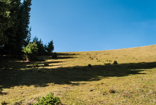 新疆天山牧场