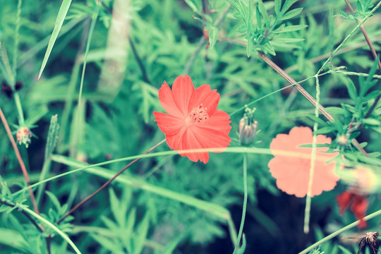 红色小菊花