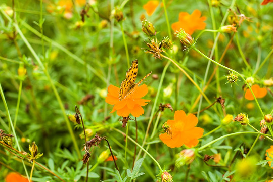 蝴蝶和黄色小菊花