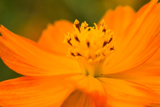 黄色小菊花特写