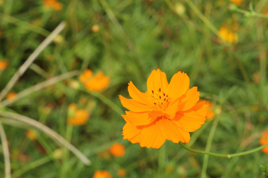 黄色小菊花