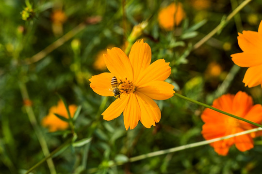 蜜蜂和黄色小菊花