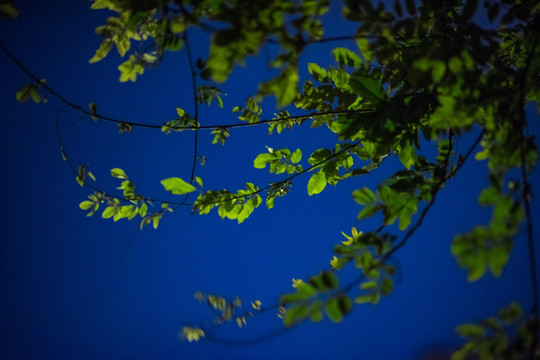 月光下的树叶