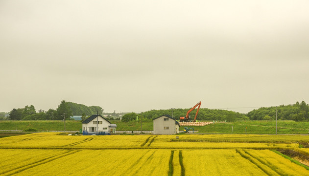 北海道的金色稻田