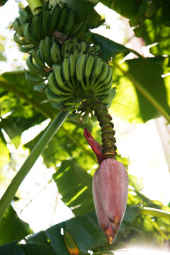 芭蕉树 香蕉树 芭蕉蕾