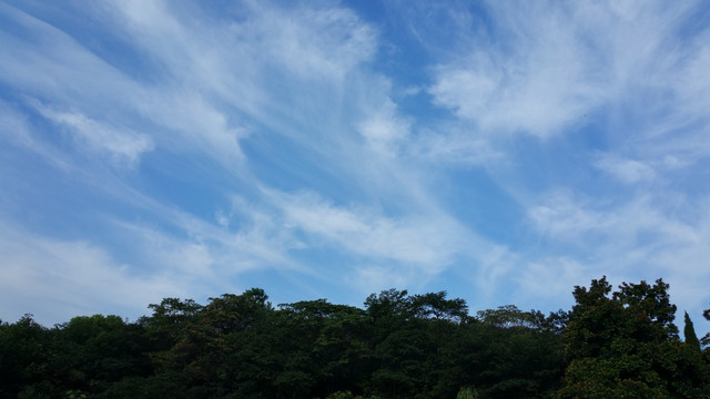 森林上空的蓝天白云
