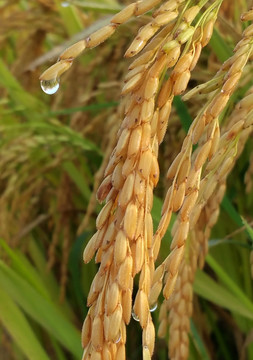 水稻成熟