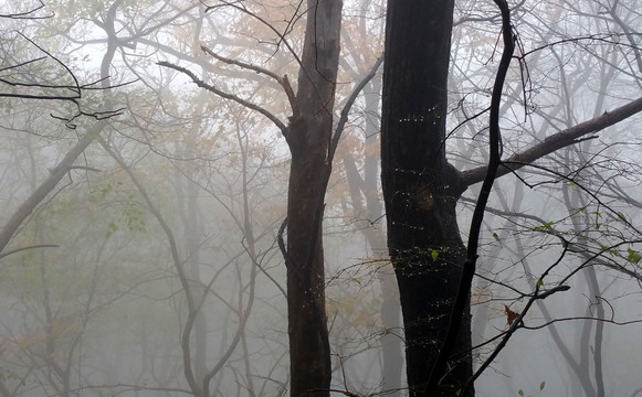 雾锁三秋树