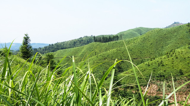 山林