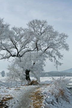 雾凇 雪景