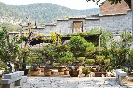 庭院