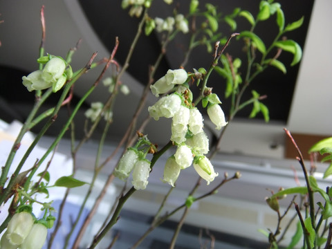 蓝莓花