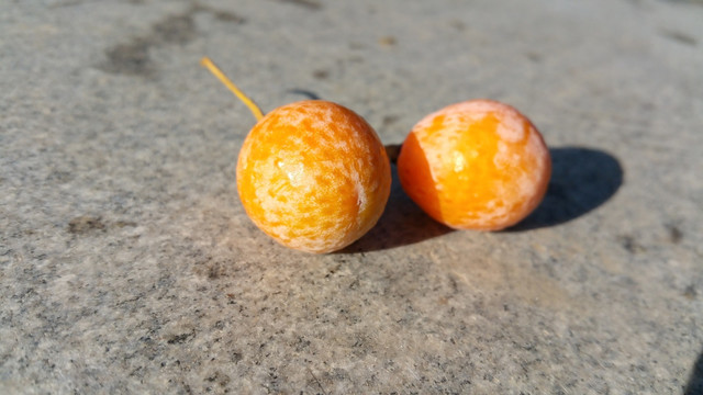 银杏树的果实