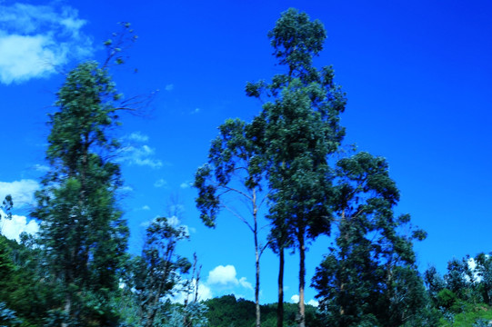 蓝天下的桉树