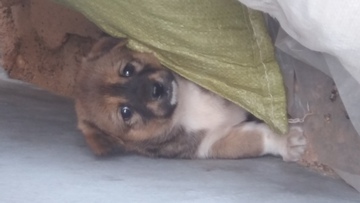 狗狗