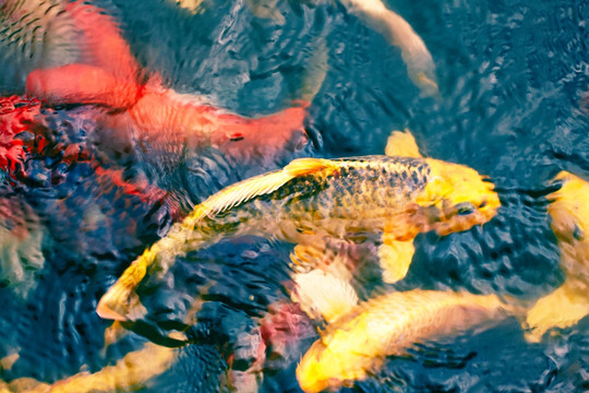 彩色金鱼国画意境摄影