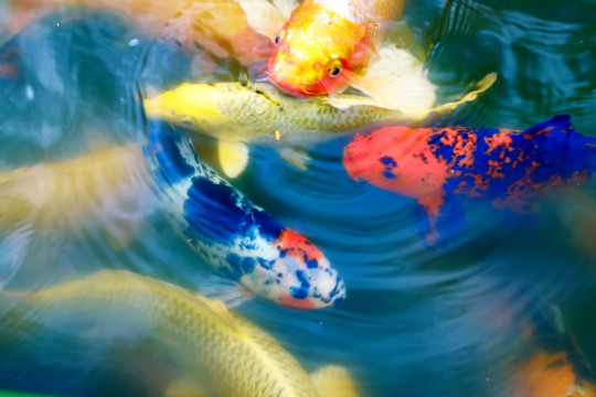 彩色金鱼国画意境摄影