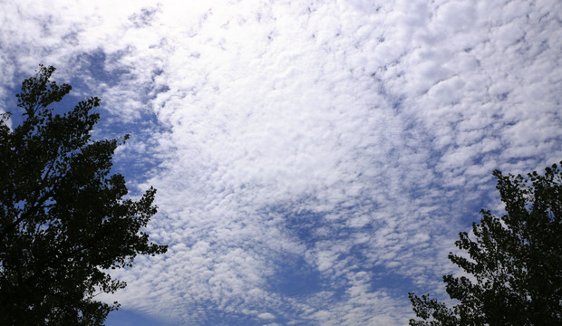 天空与白杨树