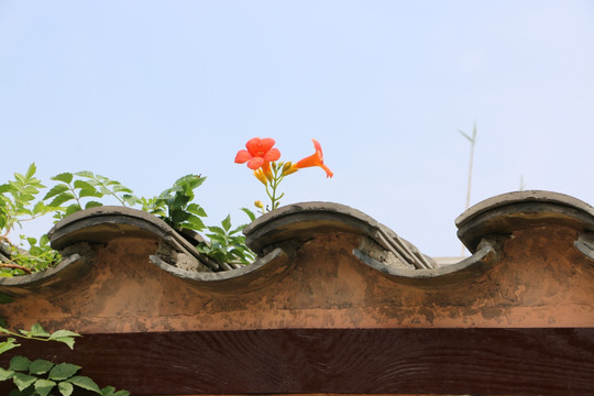 院墙 花 仿古建筑 特写