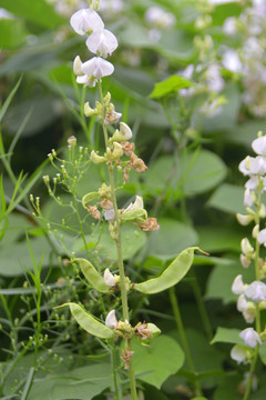 白扁豆 扁豆花及豆荚