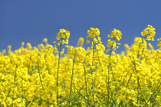 油菜花