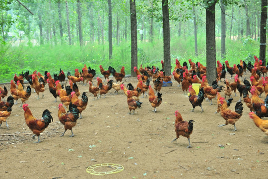 林下养殖 养鸡场