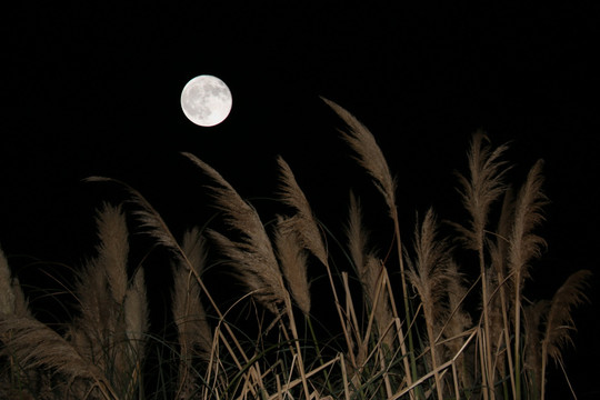 月亮 茅草 芦苇
