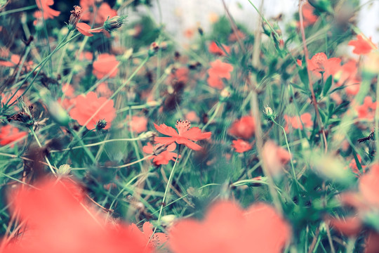 红色小菊花