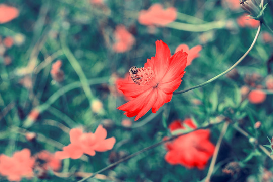 蜜蜂和红色小菊花