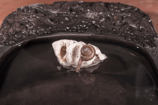 蜗牛与砚台