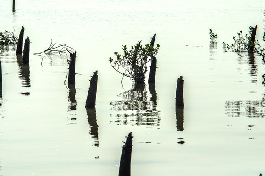 沼泽湿地