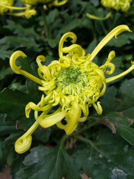 菊花