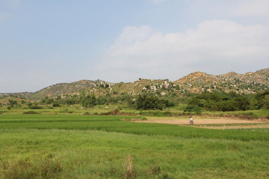 田野