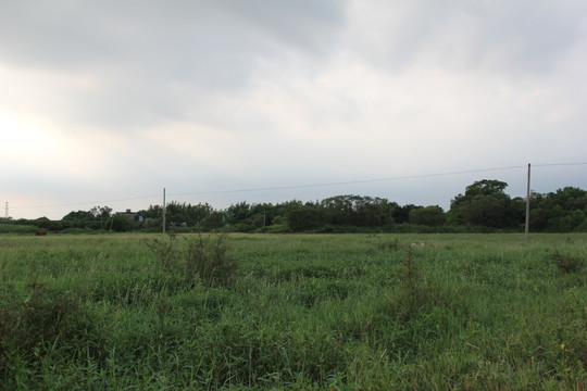 田野