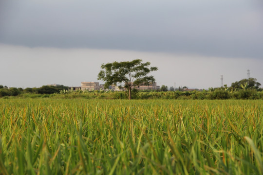 稻田