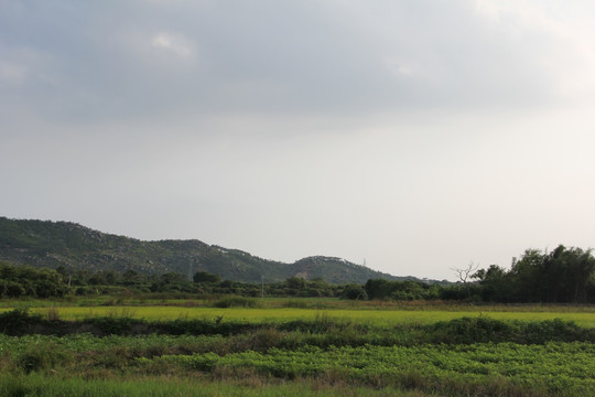 田野