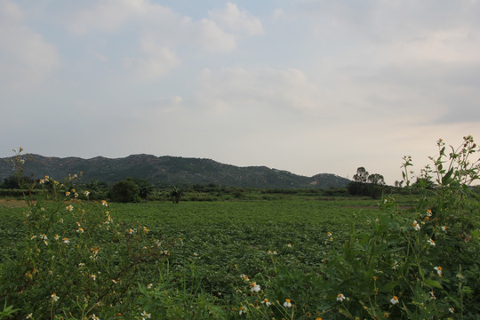 田野