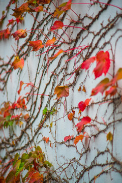 秋天的植物墙