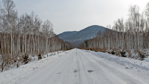雪乡 公路 白桦林