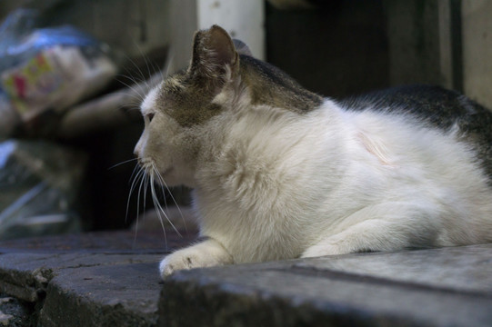 城市里的猫