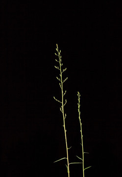 黑暗中的植物