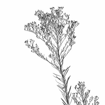 黑白植物