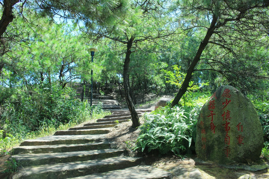 松树风情