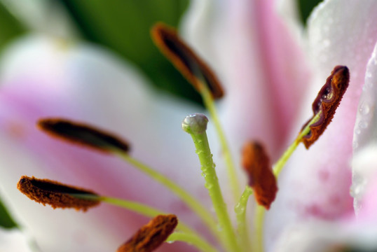 香水百合花