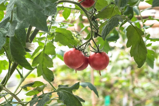 温室小西红柿