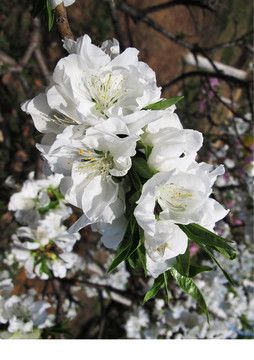 春天白色的桃花