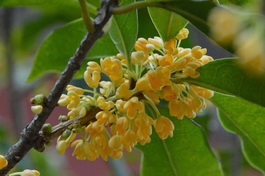 桂花